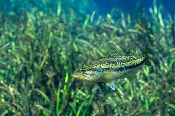 Suwannee levreği su üzerinde yüzüyor. 