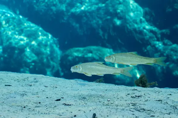 Kumlu baharda iki benekli enayi