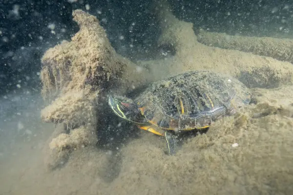 Gölün dibindeki suyun altında kırmızı kulaklı sürgücü.
