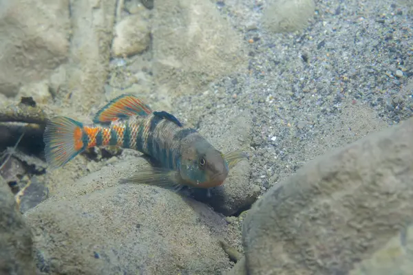 Nehir yatağında sergilenen gökkuşağı gözü.