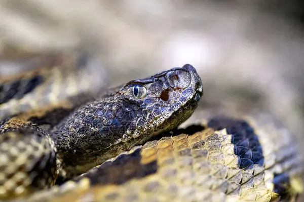 Ormanda çıngıraklı yılan var.