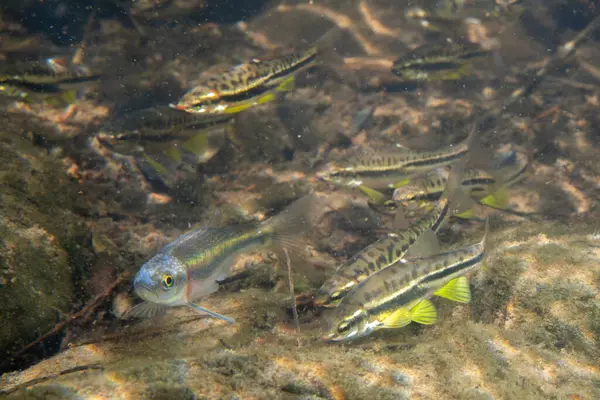 Dağ kızıl göbeği dace ve gül kenarı dace okulları bir arada