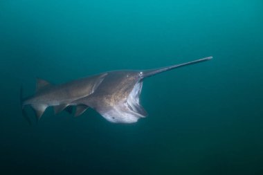 Amerikan kürek balığı gölde planktonla besleniyor.
