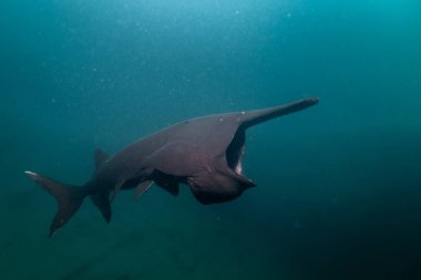Amerikan kürek balığı gölde planktonla besleniyor.