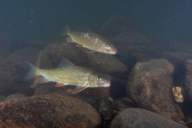 Kayalık nehirde iki siyah kırmızı at