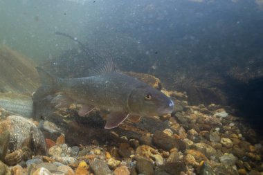Kayalık bir nehirde yüzen siyah kırmızı at