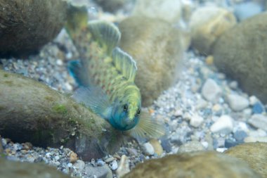 Kayalık bir nehir yatağında sergilenen benekli bir dart.