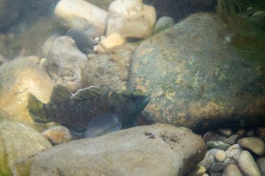 Kayalık bir nehir yatağında sergilenen benekli bir dart.