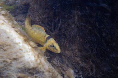 Tippecanoe darter bir nehrin dibinde sergileniyor.