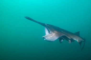 Amerikan kürek balığı gölde planktonla besleniyor.