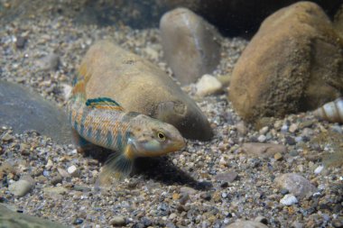 Gökkuşağı gözü Nehir yatağında beliriyor