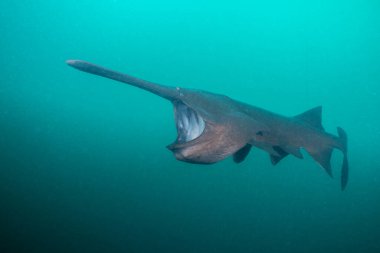 Amerikan kürek balığı gölde planktonla besleniyor.