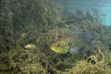 Birkaç su bitkisi olan bir baharda Warmouth güneş balığı.