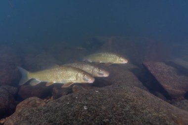 Nehirde büyük bir kırmızı at sürüsü
