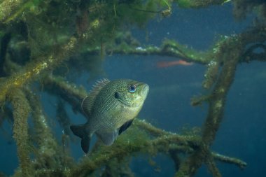 Odunsu molozlarla çevrili benekli güneş balıkları. 