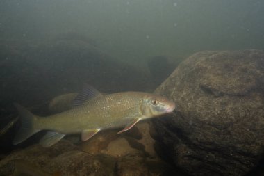 Kayalık bir nehirde yüzen siyah kırmızı at