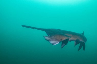 Amerikan kürek balığı ağzını açmaya başladı. 