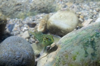 Nehrin dibindeki bantlı dartlı