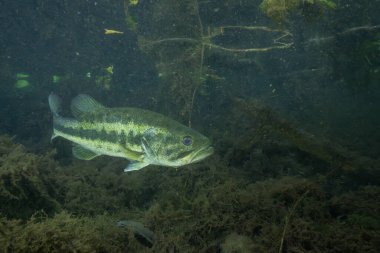 Karanlık bir baharda Suwannee levreği 
