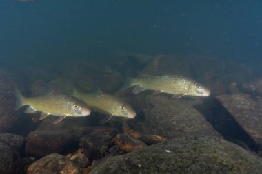 Nehirde büyük bir kırmızı at sürüsü