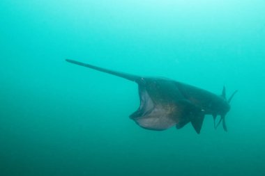 Amerikan kürek balığı gölde planktonla besleniyor.