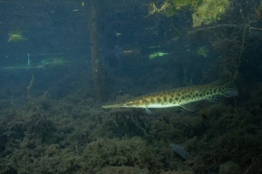 Florida garı, odunsu enkazın etrafındaki karanlık sularda yüzüyor. 