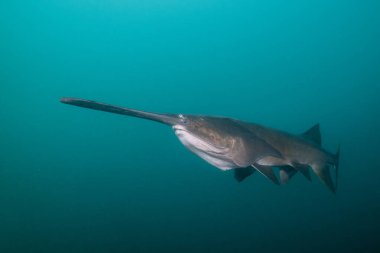 Mavi gölde ağzı kapalı yüzen Amerikan kürek balığı.