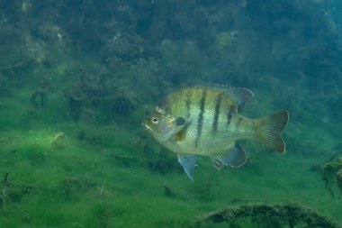 Florida Springs 'in berrak sudaki mavi gagası