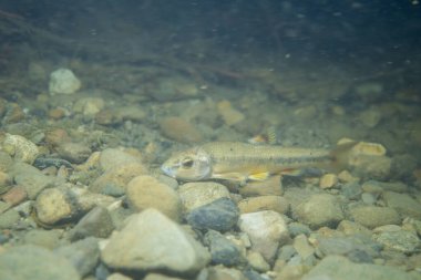Dere yatağında küçük bir balık.