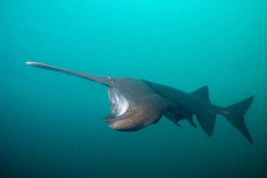 Amerikan kürek balığı gölde planktonla besleniyor.