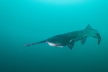 Mavi gölde ağzı kapalı yüzen Amerikan kürek balığı.
