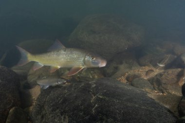 Kayalık bir nehirde yüzen siyah kırmızı at