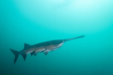 Açık mavi gölde yüzen Amerikan kürek balığı
