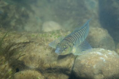 Loglevrek dartı kayalık bir nehir yatağında yiyecek arıyor.