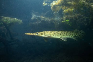 Florida garı suda yüzüyor. 