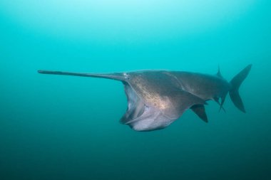 Amerikan kürek balığı gölde planktonla besleniyor.
