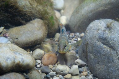 Gökkuşağı gözü Nehir yatağında beliriyor