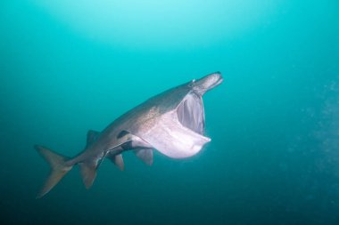 Planktonla beslenen kırık gül trombozlu Amerikan Paddlefish.