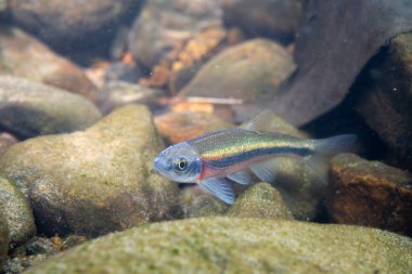 Kayalık bir nehir yatağında yüzen Rosyside Dace