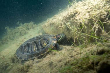 Gölün dibindeki suyun altında kırmızı kulaklı sürgücü.