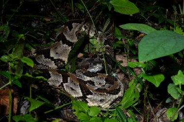 Timber çıngıraklı yılan pusuda bekliyor.