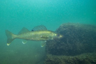 Walleye gölde yüzüyor