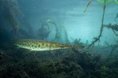 Florida garı açık baharda 