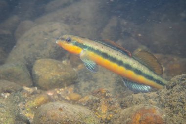 Nehir yatağında sergilenen mandalina dartı
