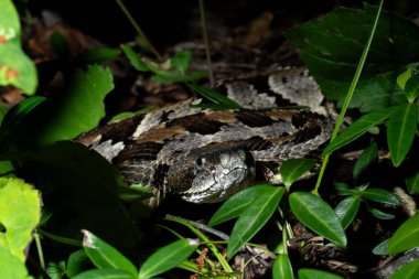 Timber çıngıraklı yılan pusuda bekliyor.