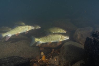 Nehirde yüzen siyah kırmızı at sürüsü