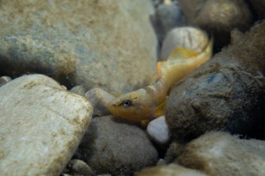 Tippecanoe darter Bir nehrin dibinde