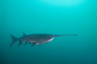 Açık mavi gölde yüzen Amerikan kürek balığı
