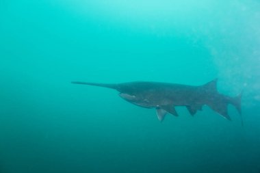 Mavi gölde ağzı kapalı yüzen Amerikan kürek balığı.