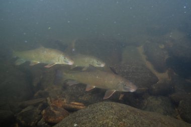 Nehirde büyük bir kırmızı at sürüsü